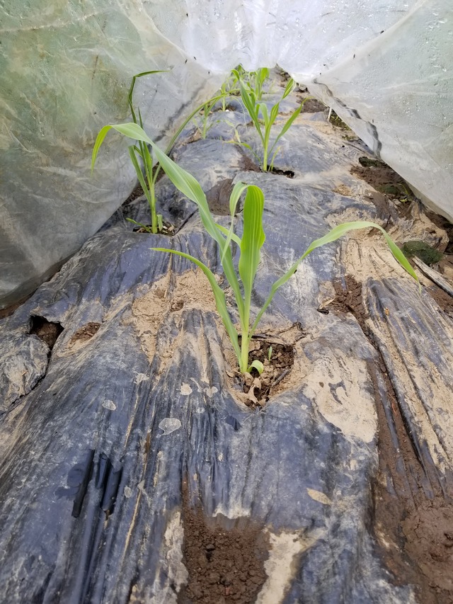 20200421_085646_copy_2268x3024