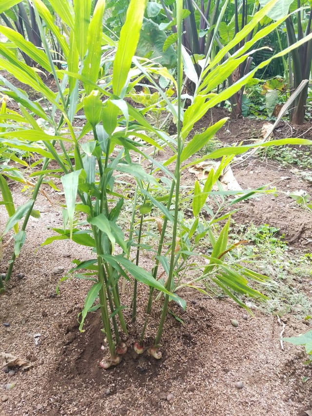 IMG_20231004_135117_copy_1512x2016