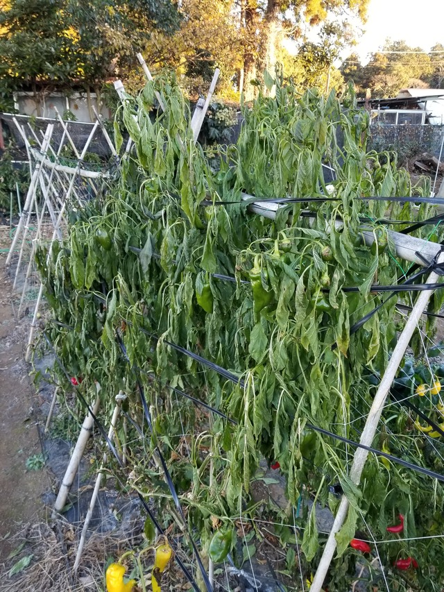 20201216_072925_copy_2268x3024