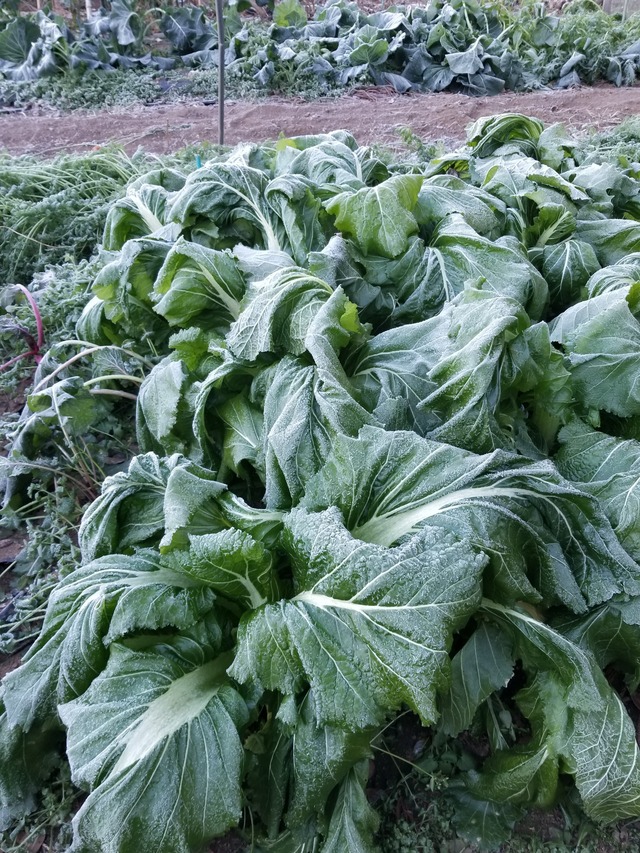 20201217_075238_copy_2268x3024