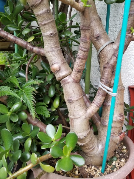 20190706_181819-1620x2160