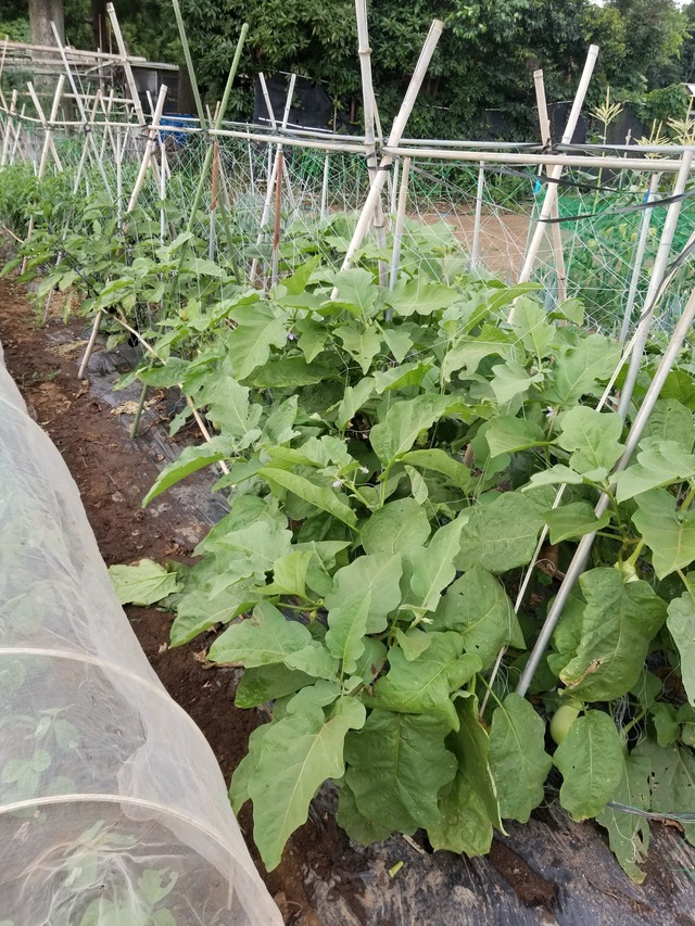 20210723_171136_copy_2268x3024