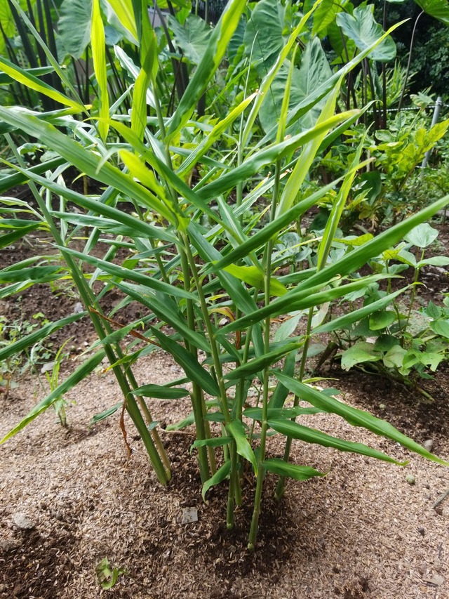 IMG_20230911_102904_copy_1512x2016