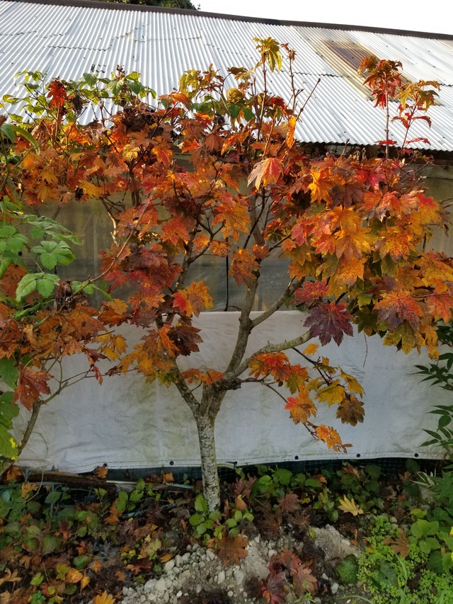 20201117_073325_copy_2268x3024