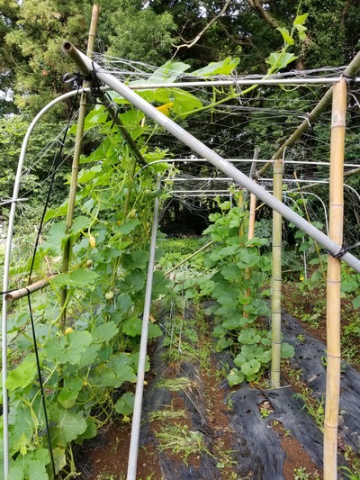 20190625_073944-1620x2160