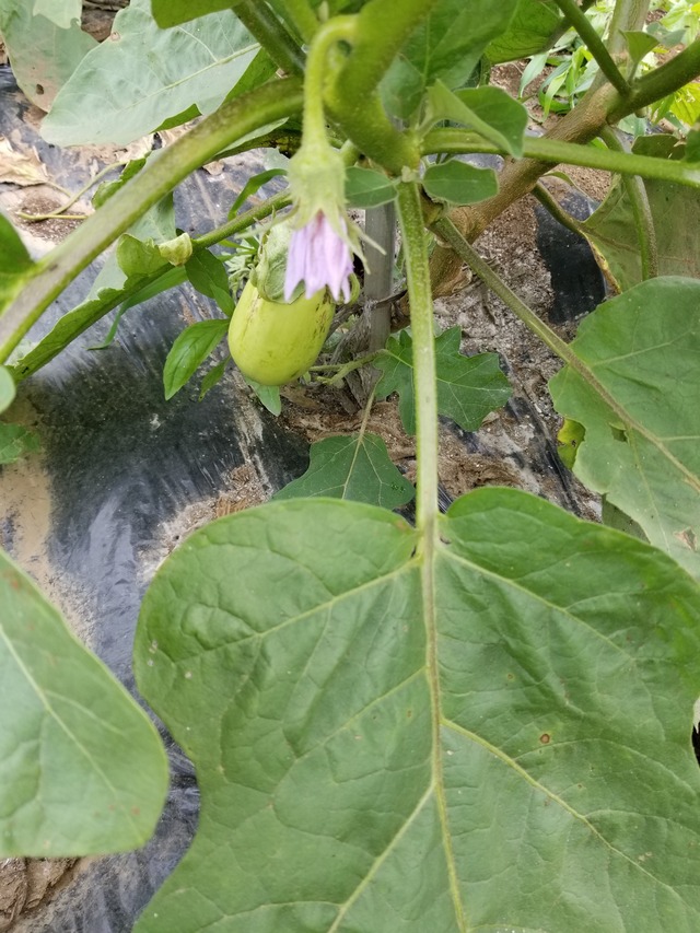 20210625_085053_copy_2268x3024