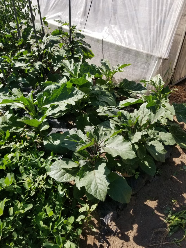 20230730_152950_copy_1512x2016