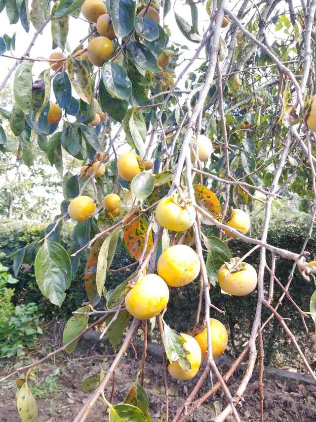 IMG_20231018_110659_copy_1512x2016