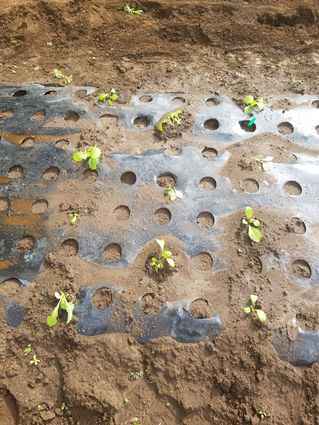 IMG_20230828_082511_copy_1512x2016