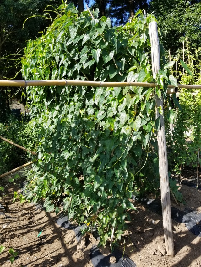 紫ダイジョにムカゴ着いた。 : のじさんの徒然草
