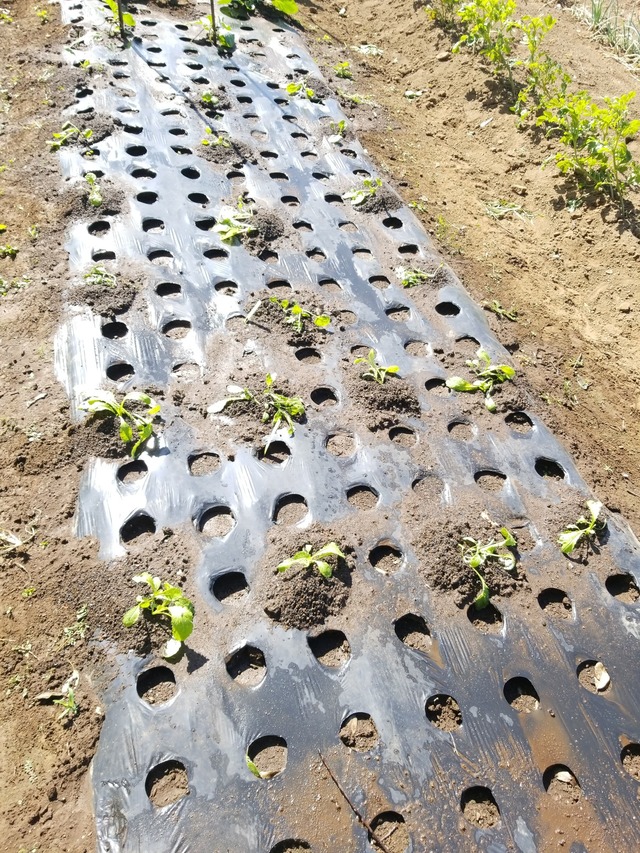 IMG_20231007_101212_copy_1512x2016