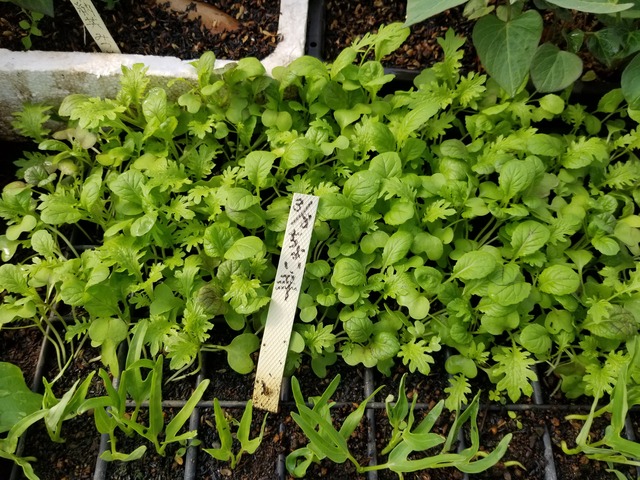 20200326_091625_copy_3024x4032