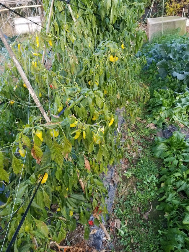 20201215_072832_copy_2268x3024