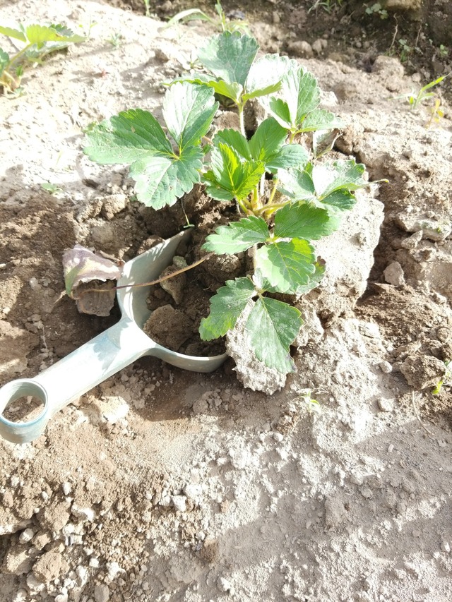 IMG_20231017_143331_copy_1512x2016