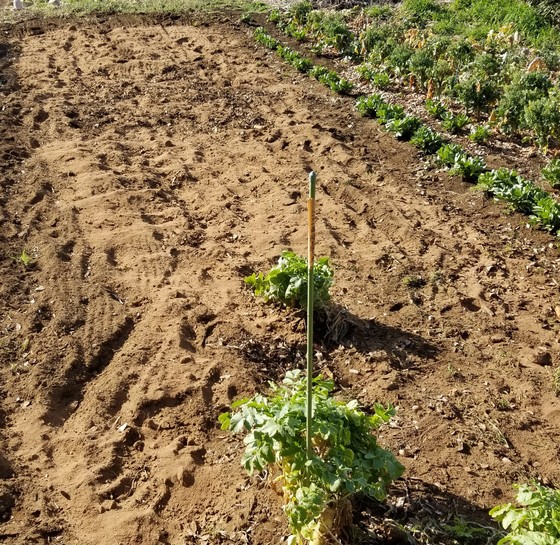 発酵鶏糞の素晴らしさについて のじさんの徒然草