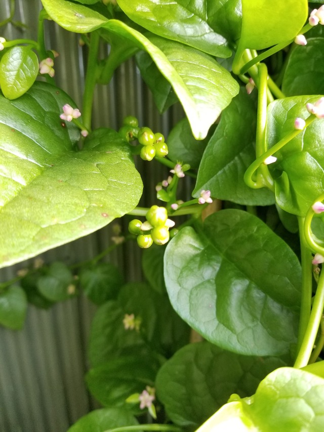 20201108_141429_copy_3024x4032