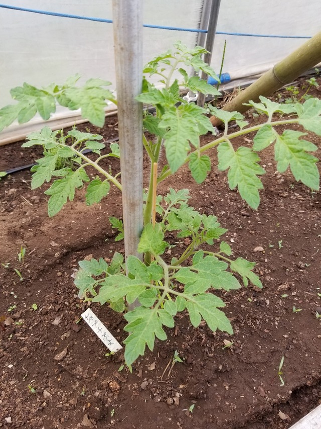 20200508_072012_copy_2268x3024