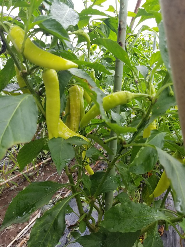 20210817_080956_copy_2268x3024