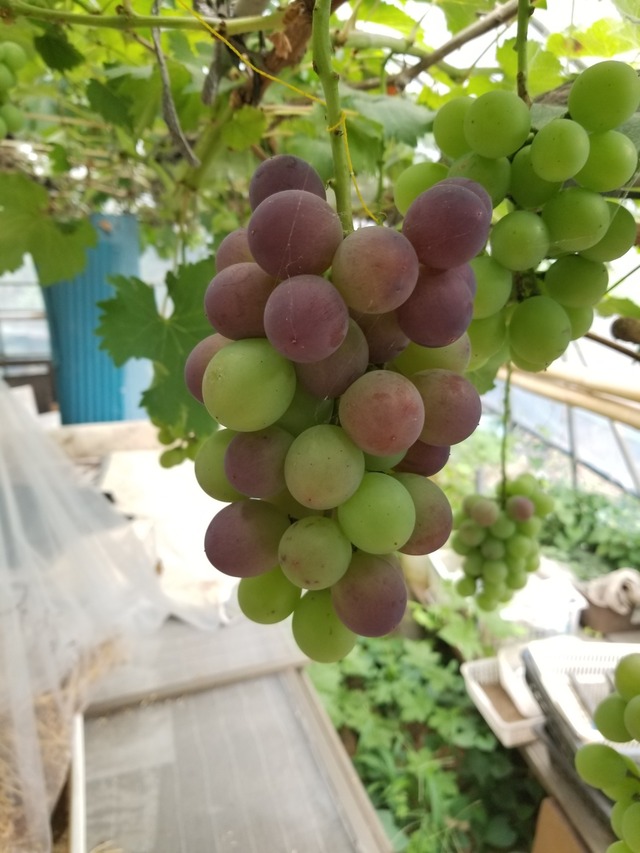 20230708_085008_copy_1512x2016