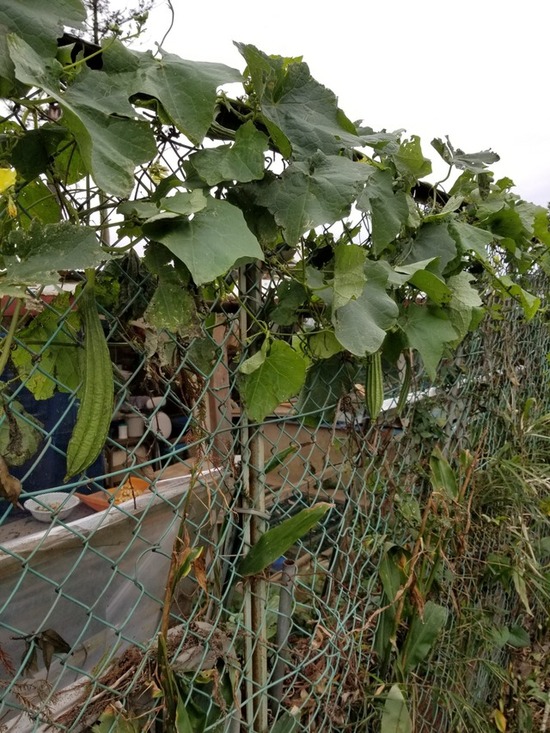 エクスブロラーエラー