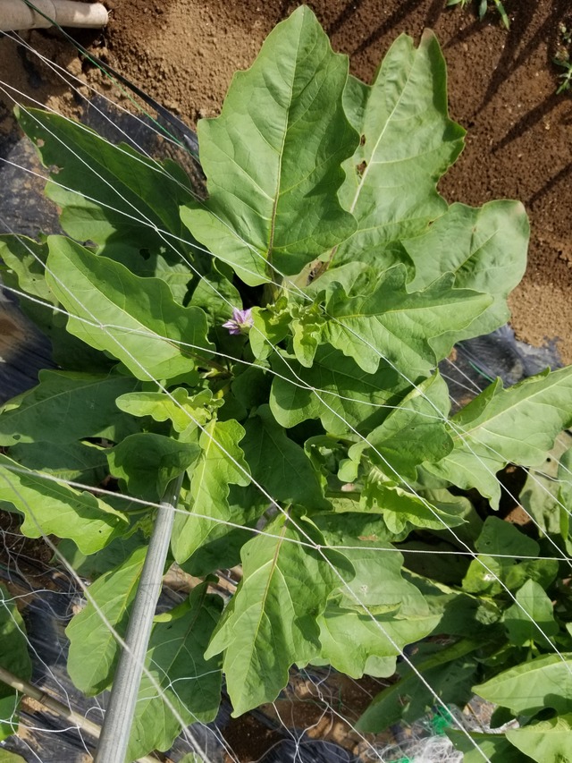 20210617_074747_copy_2268x3024