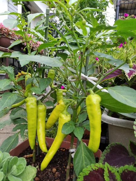 20190706_181624-1620x2160