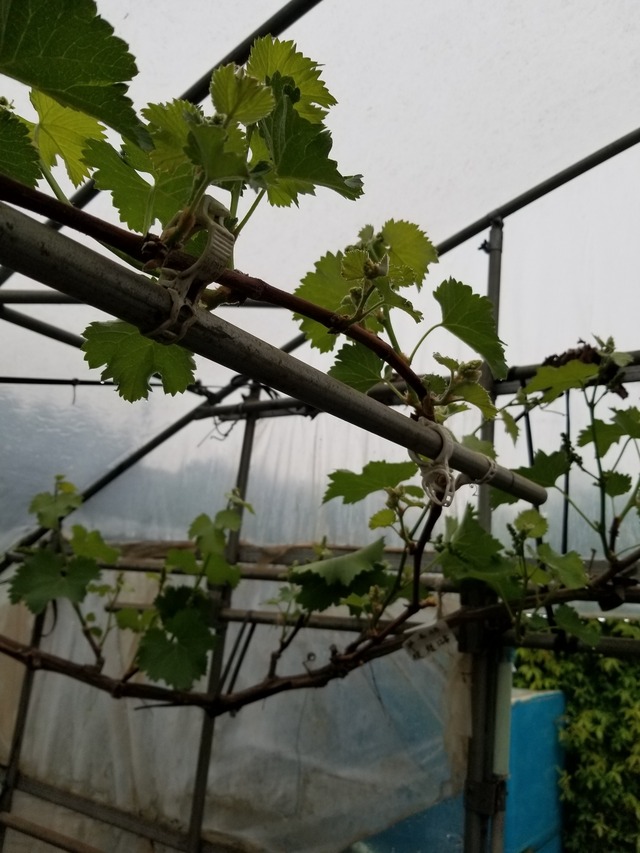 20210414_074316_copy_2268x3024