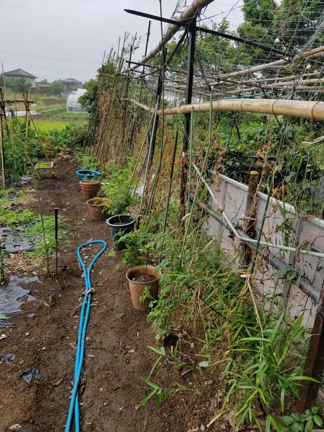 ミニトマトのソバージュ 放任 栽培 のじさんの徒然草