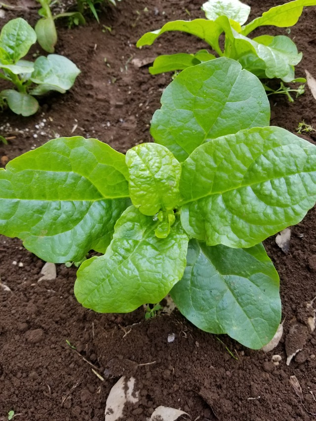 20210617_081313_copy_2268x3024