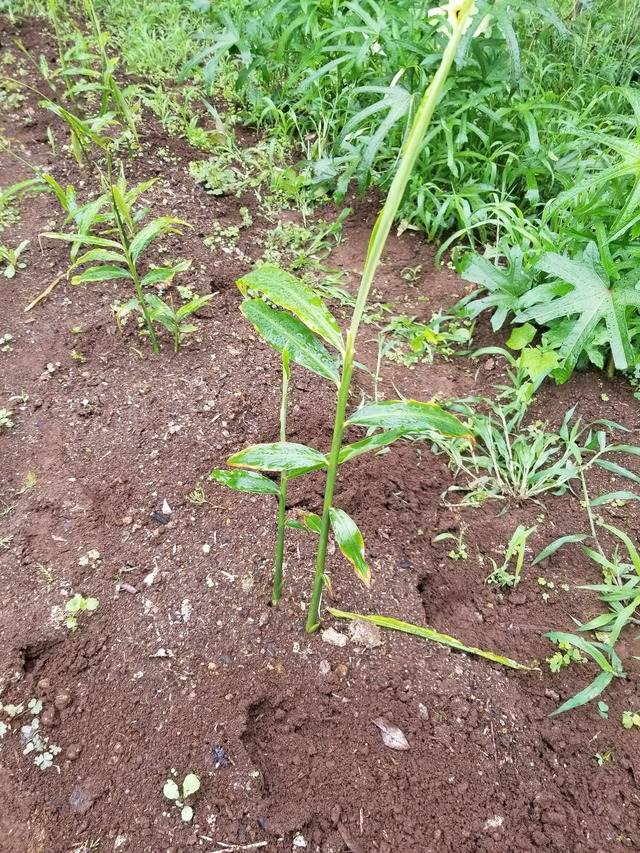 20200709_084236_copy_3024x4032