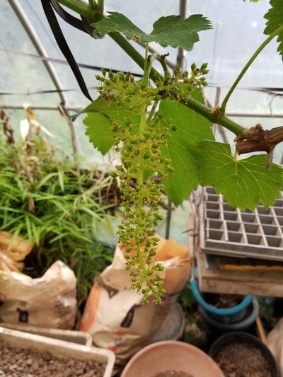 ブドウの栽培 花ぶるい のじさんの徒然草
