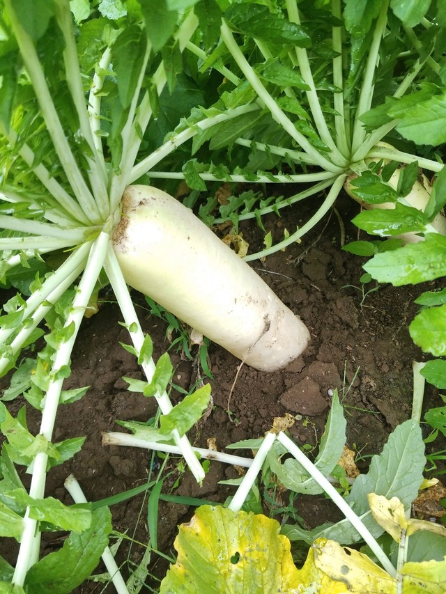 IMG_20231112_102017_DRO_copy_1512x2016