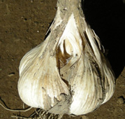 101018_garlic_seicho_111028ware