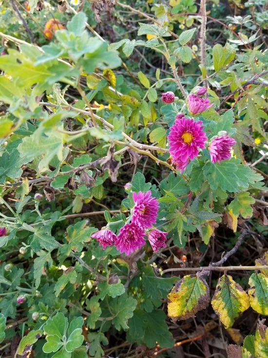 20191106_072415-1620x2160