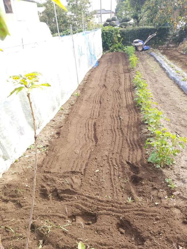 IMG_20231014_094529_copy_1512x2016