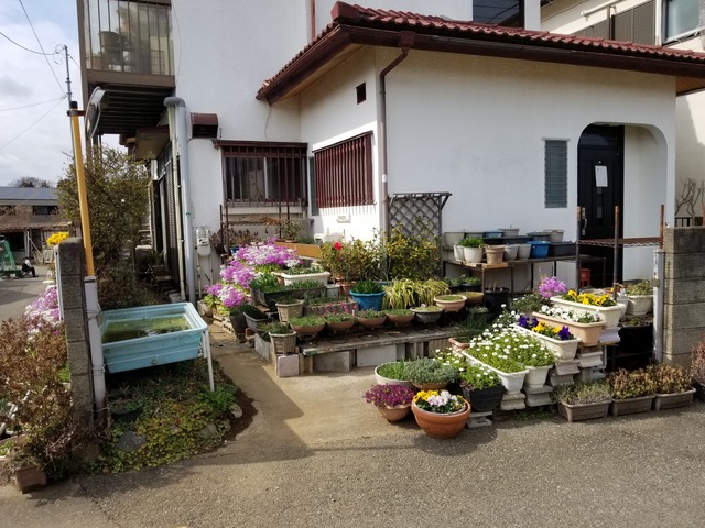 花壇の花 少しずつ春らしい天気になっている のじさんの徒然草