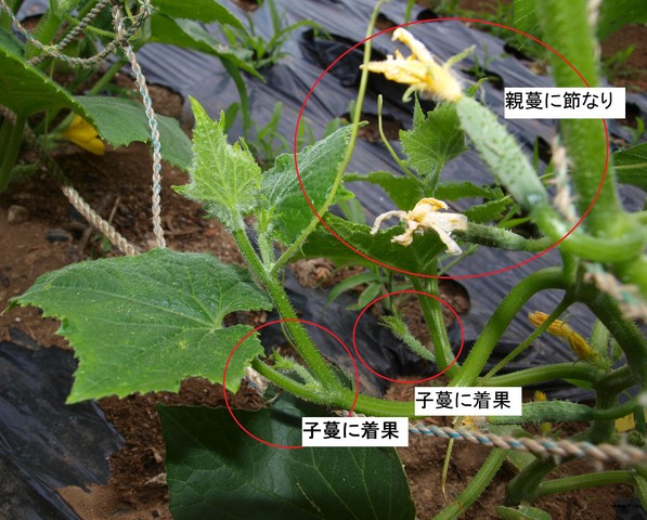 ラリーノと地這いきゅうりのf 1誕生 のじさんの徒然草