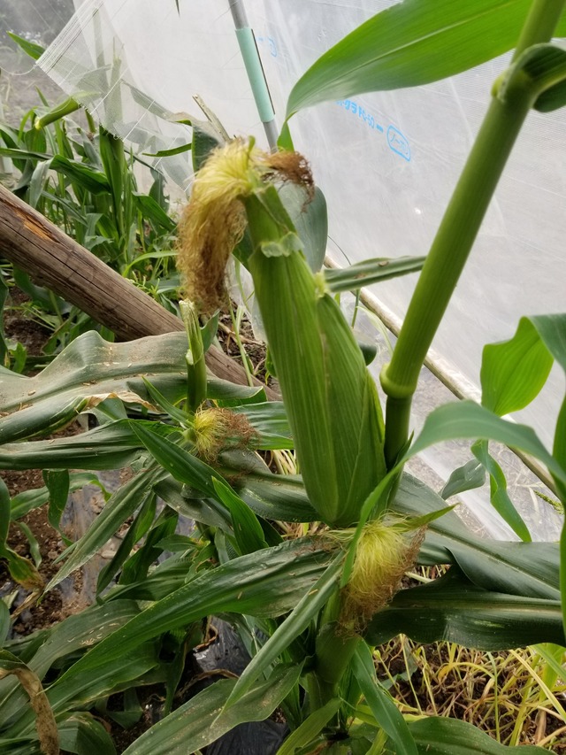 20230619_075715_copy_1512x2016