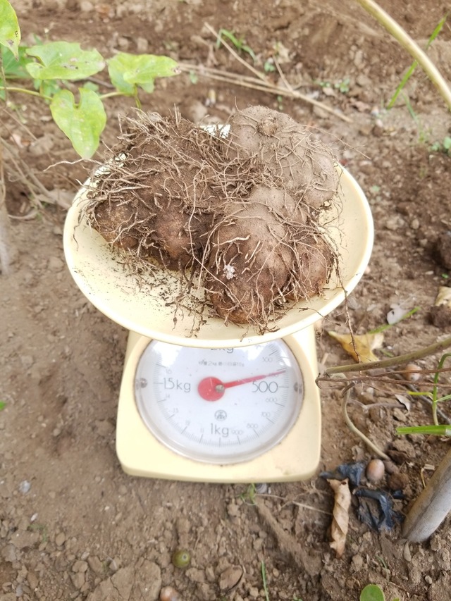 IMG_20231025_150613_copy_1512x2016