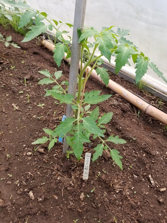 20200508_072138_copy_2268x3024