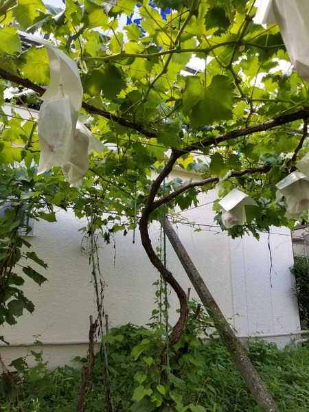 20190728_135203-1620x2160