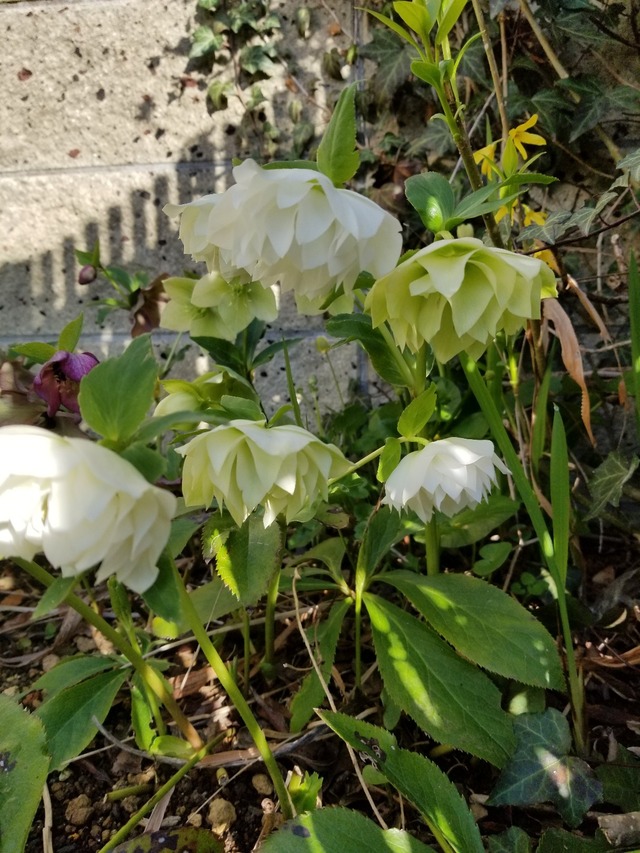 20230320_072657_copy_1209x1612