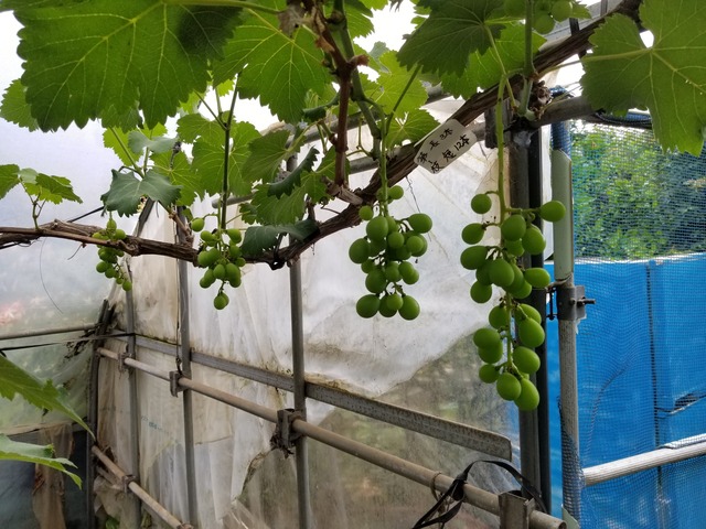 20210601_083052_copy_3024x2268