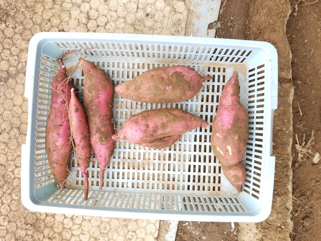 なつこ紅はるか2シルク2 楽天市場】紅はるか 2kgの通販