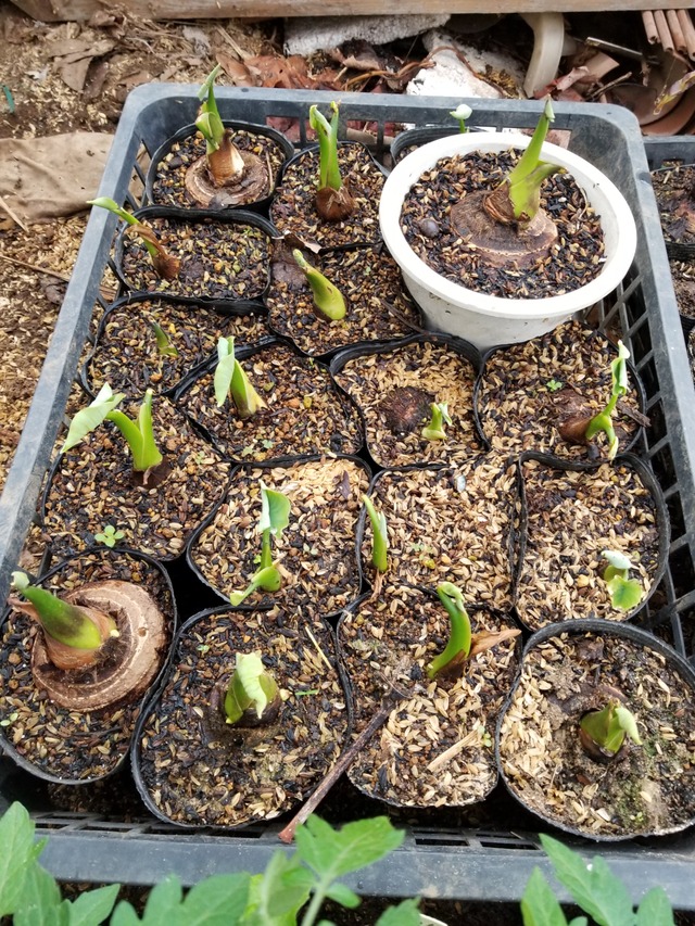 20200329_100540_copy_2268x3024