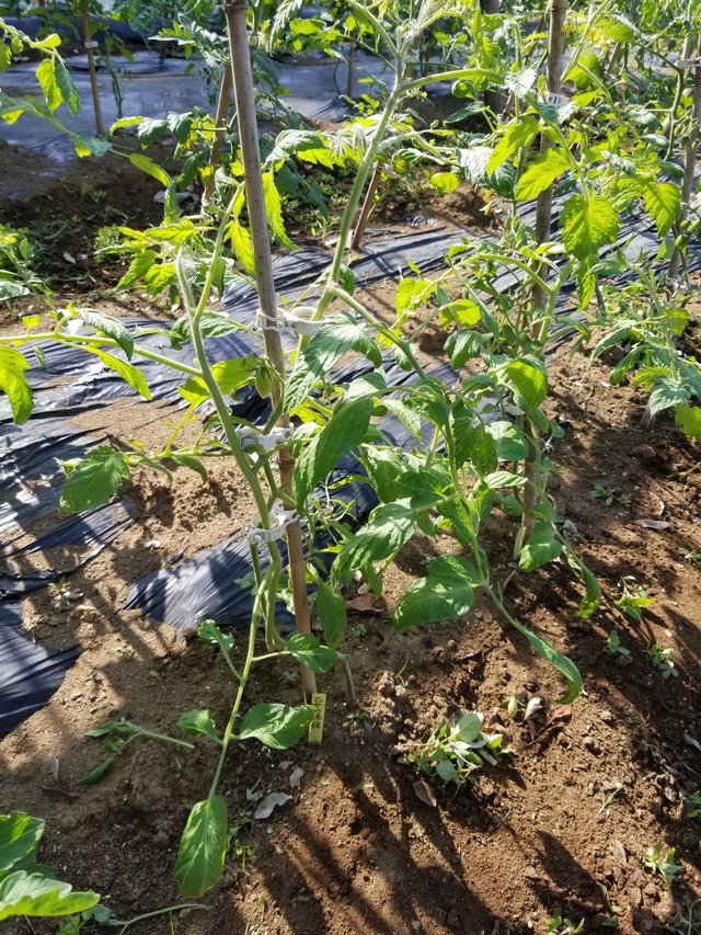 20220530_074706_copy_2268x3024