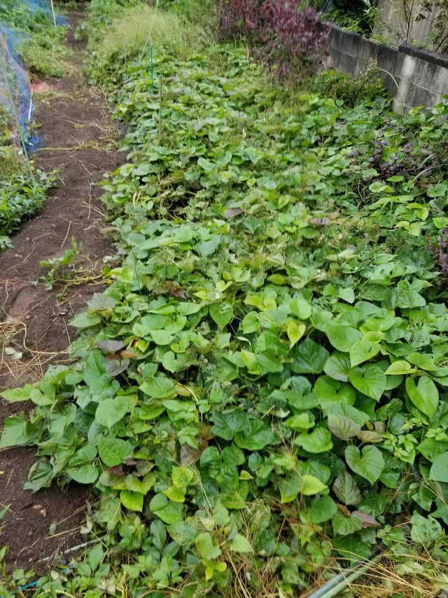 サツマイモの葉が網目状に虫に食われた のじさんの徒然草