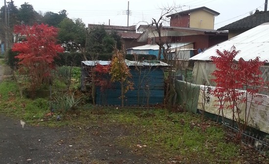 ブラックスワローヒカリメダカ