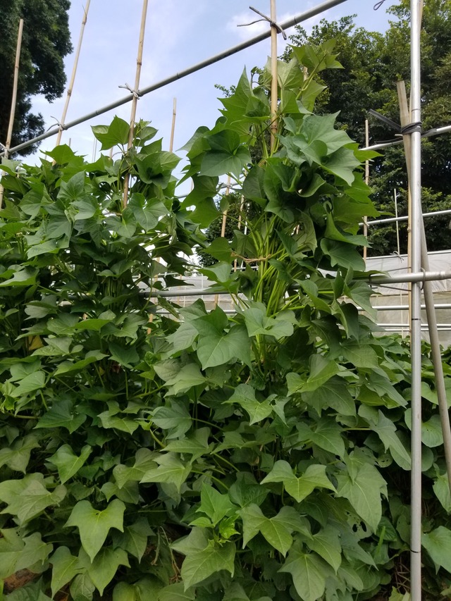 20220721_140318_copy_1512x2016