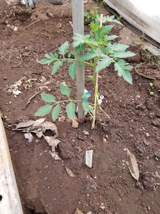 20200508_072418_copy_2268x3024